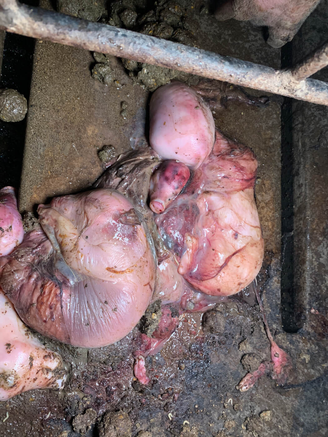 dead piglets in filth