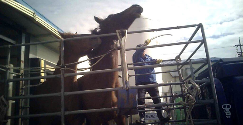 Three men took turns beating these terrified mares for almost three minutes.