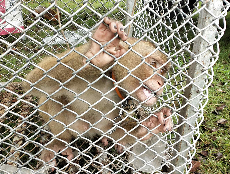 photo of monkey in cage