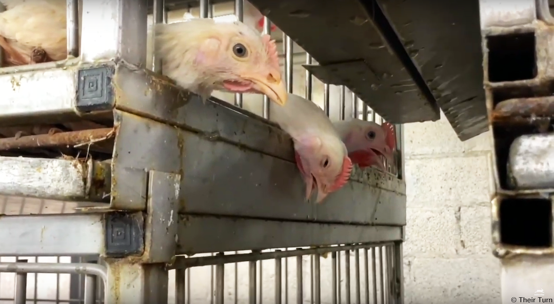 image of NYC wet market