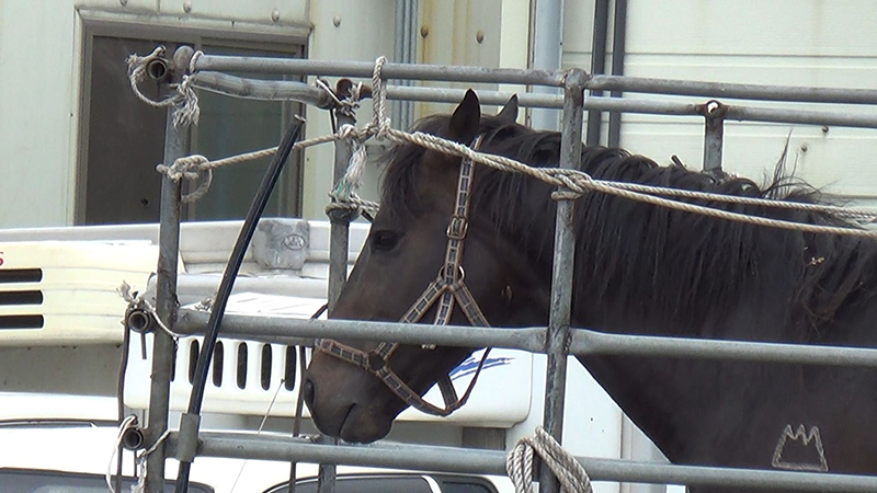 Seungja Yechan stands at the slaughterhouse. To his left is one of the black poles used to strike the horses.