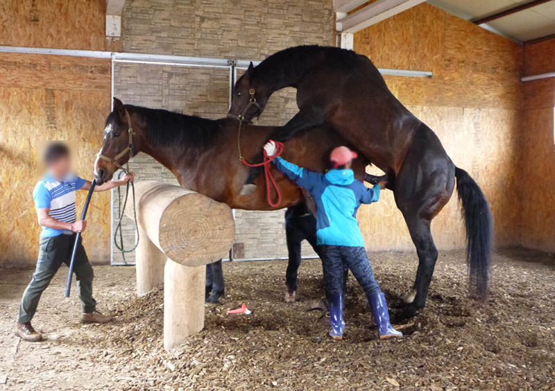 Broodmare Ignite was restrained with a twitch twisted around her top lip while stallion Testa Matta ‘covered’ her (the industry’s term for breeding). When he didn’t ejaculate during copulation, workers kept Ignite twitched while Testa Matta was made to perform a second time.