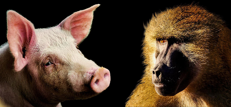 photo of primate and pig