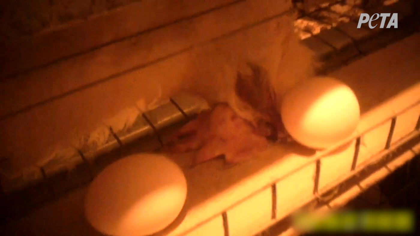 picture of eggs rolling over dead hen's face on a conveyor belt