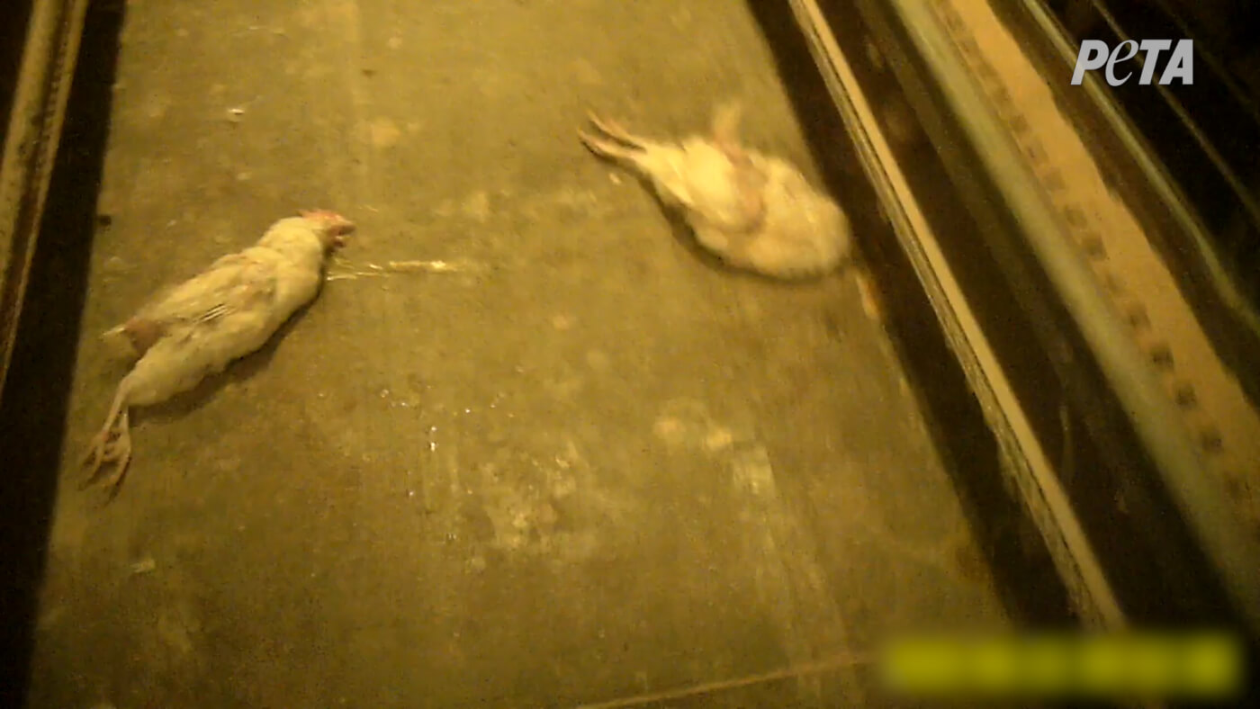 picture of two dead chickens on the floor of factory
