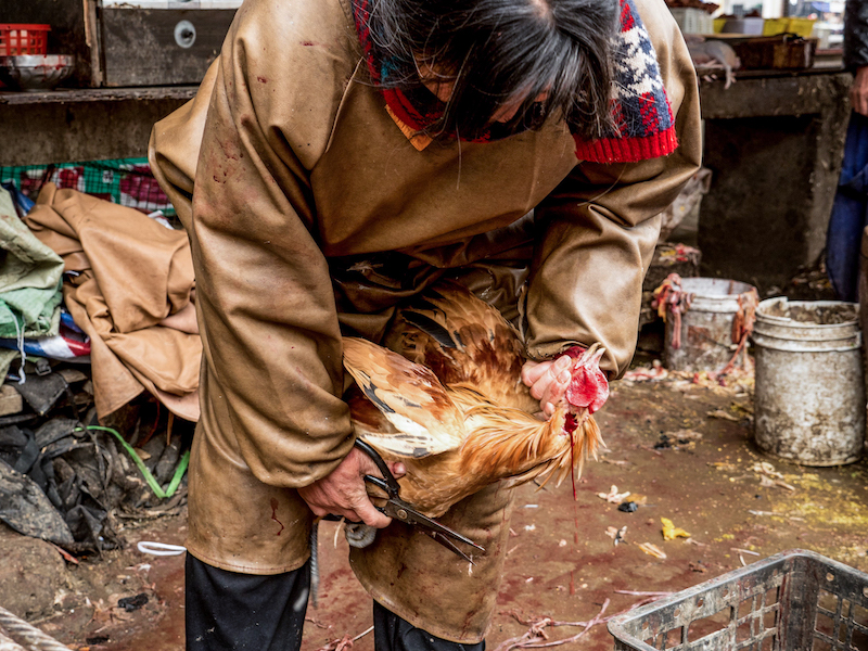 URGENT: Sign the Petition to Shut Down Live-Animal Meat Markets | PETA
