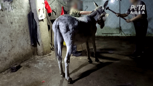 Image of donkey being hit with a sledgehammer