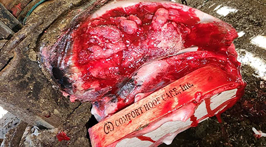 Bloody hoof.