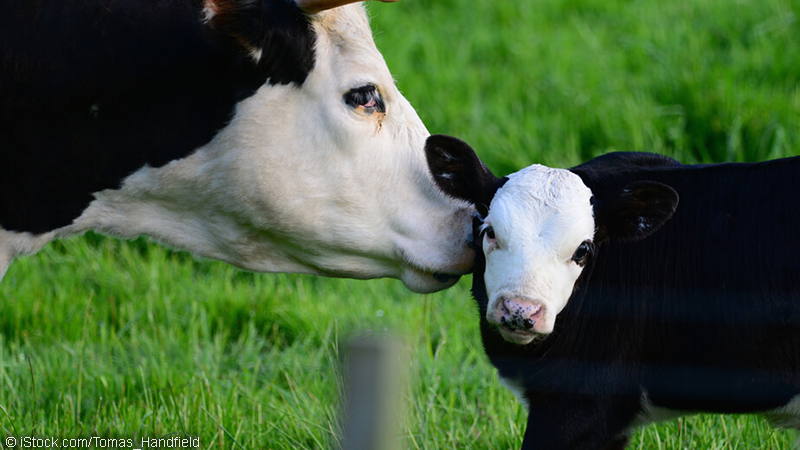 calf and mother cow