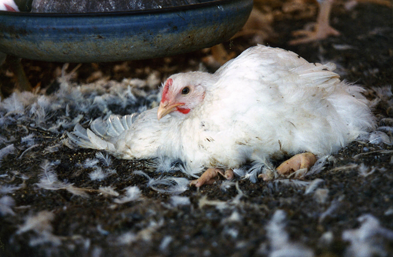 photo of chicken on factory farm