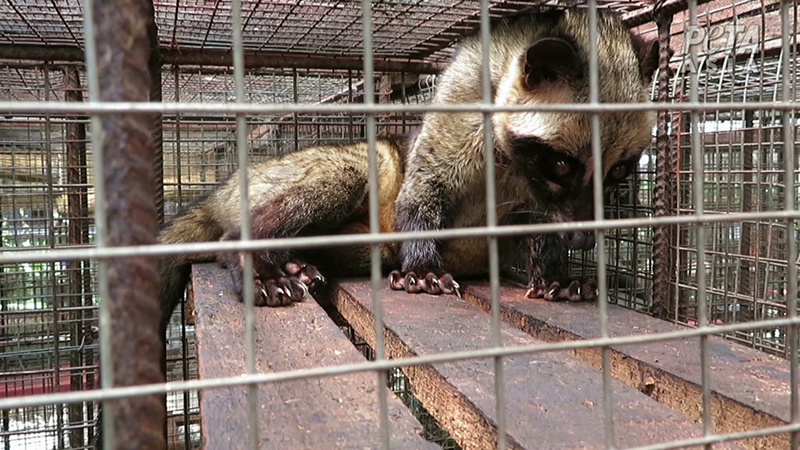 Photograph of a caged civet cat in daylight, cowering in the corner of the cage with his head down.