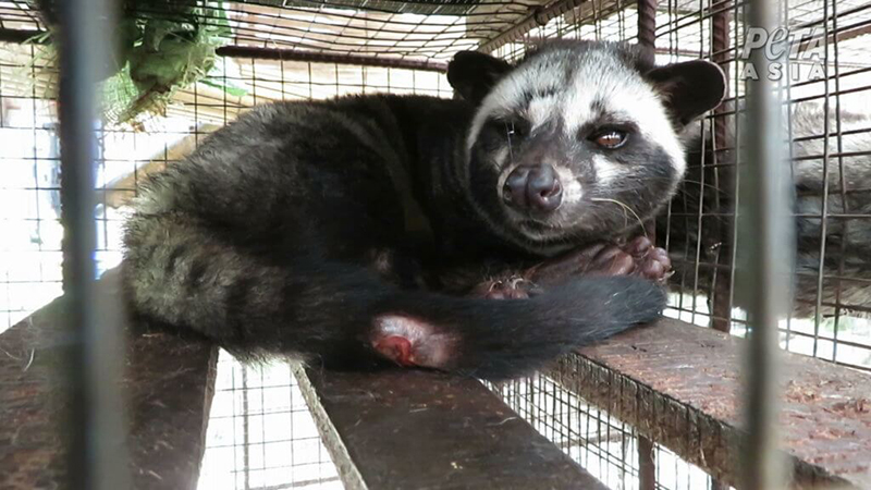 photo of civet cat with injuries in small cage