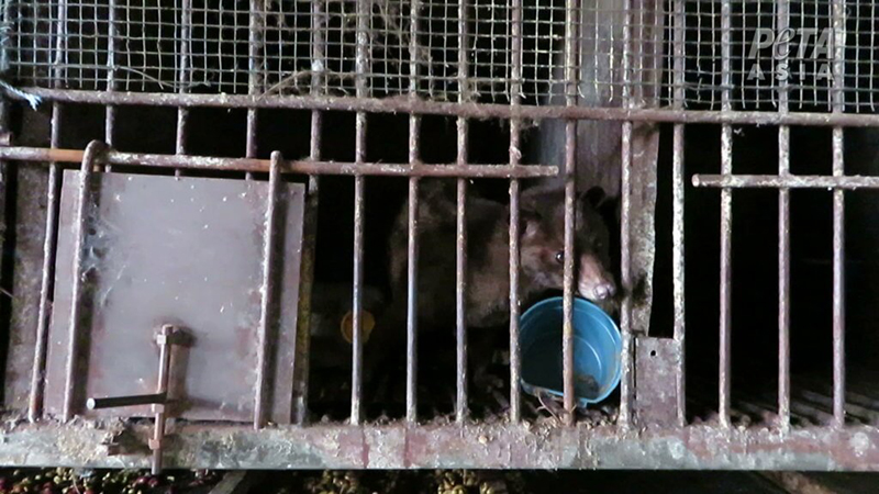 Photograph of a wall of bars with a civet cat behind them in the dark, looking at the camera with his nose pressed through two bars. An empty, blue bowl is tipped over under his chin.