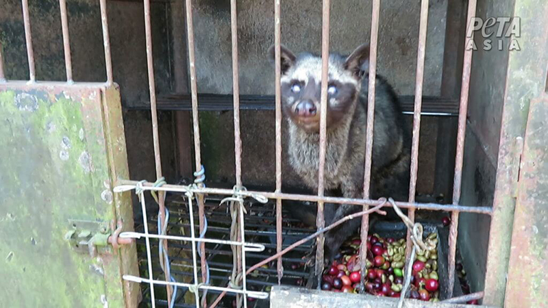photo of civet cat in small filthy cage with berries