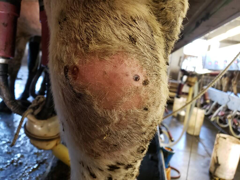 cow with mass leaking pus and blood