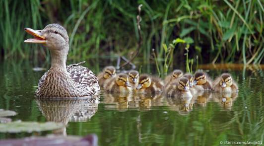 Image of duck and ducklings in pond.