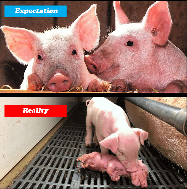 photo of pigs on farms / expectation versus reality