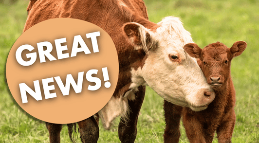 cow and her baby with the words great news
