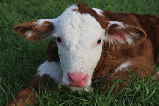 Image of calf