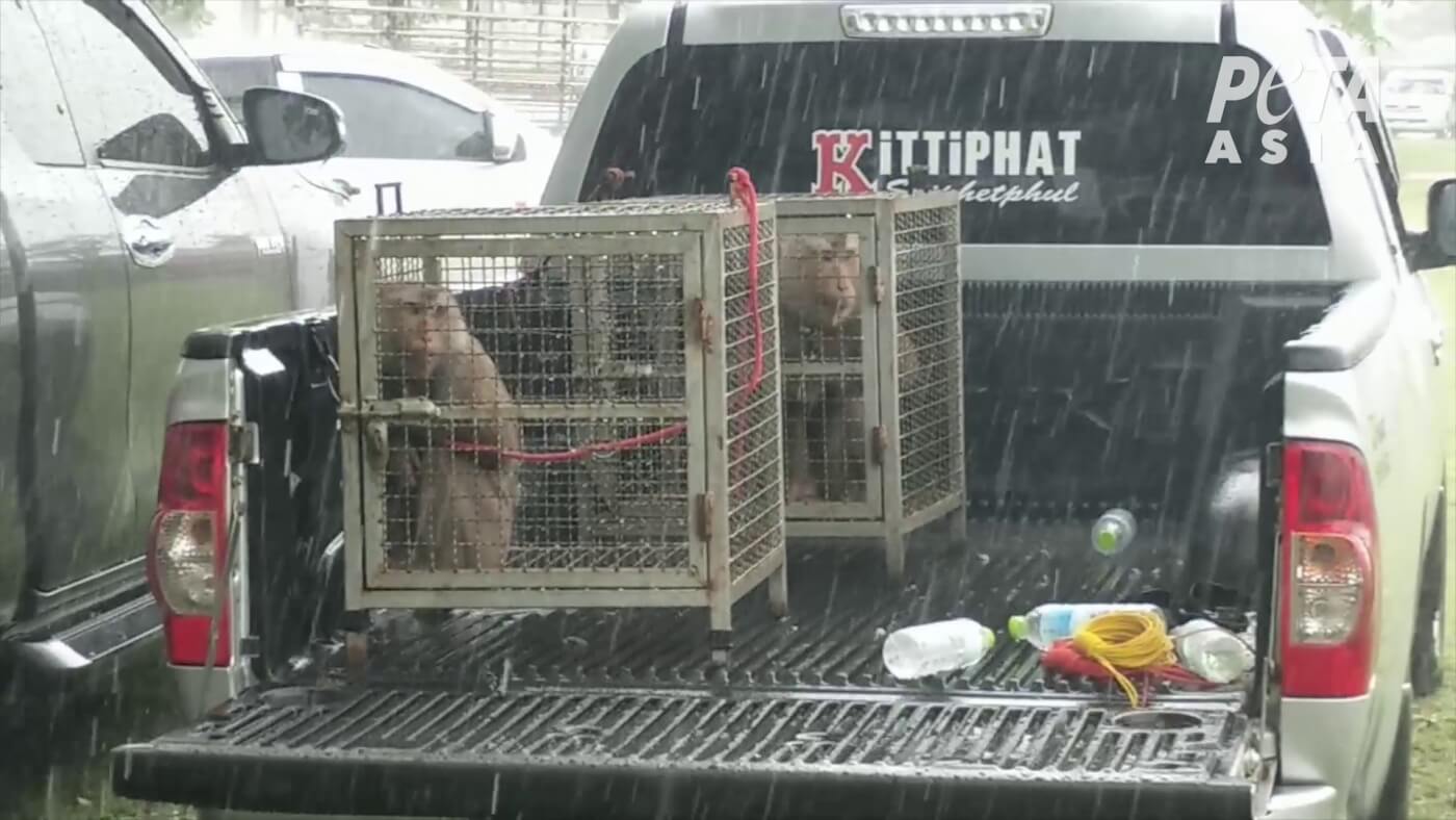 photo of monkeys in cages on the back of a pickup truck