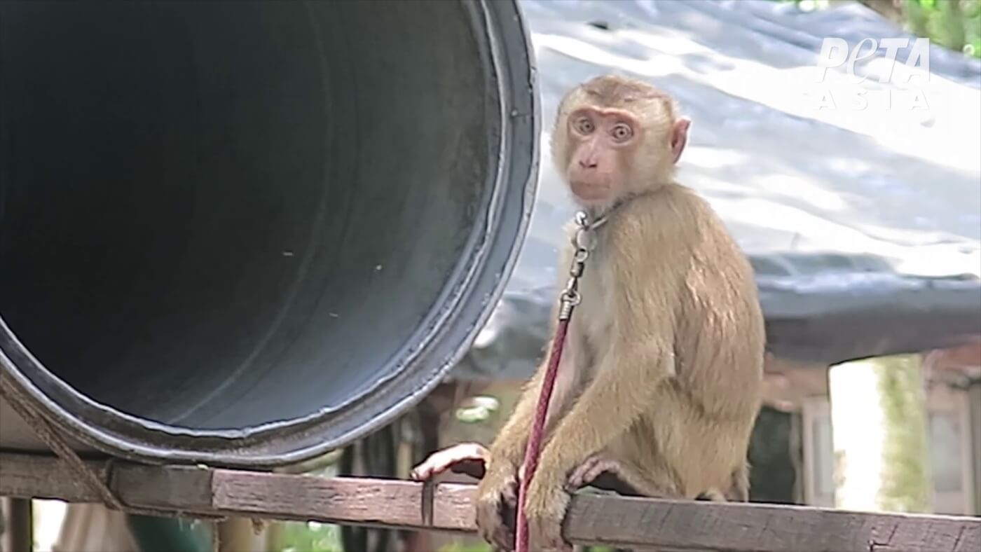 photo of sad monkey chained outside