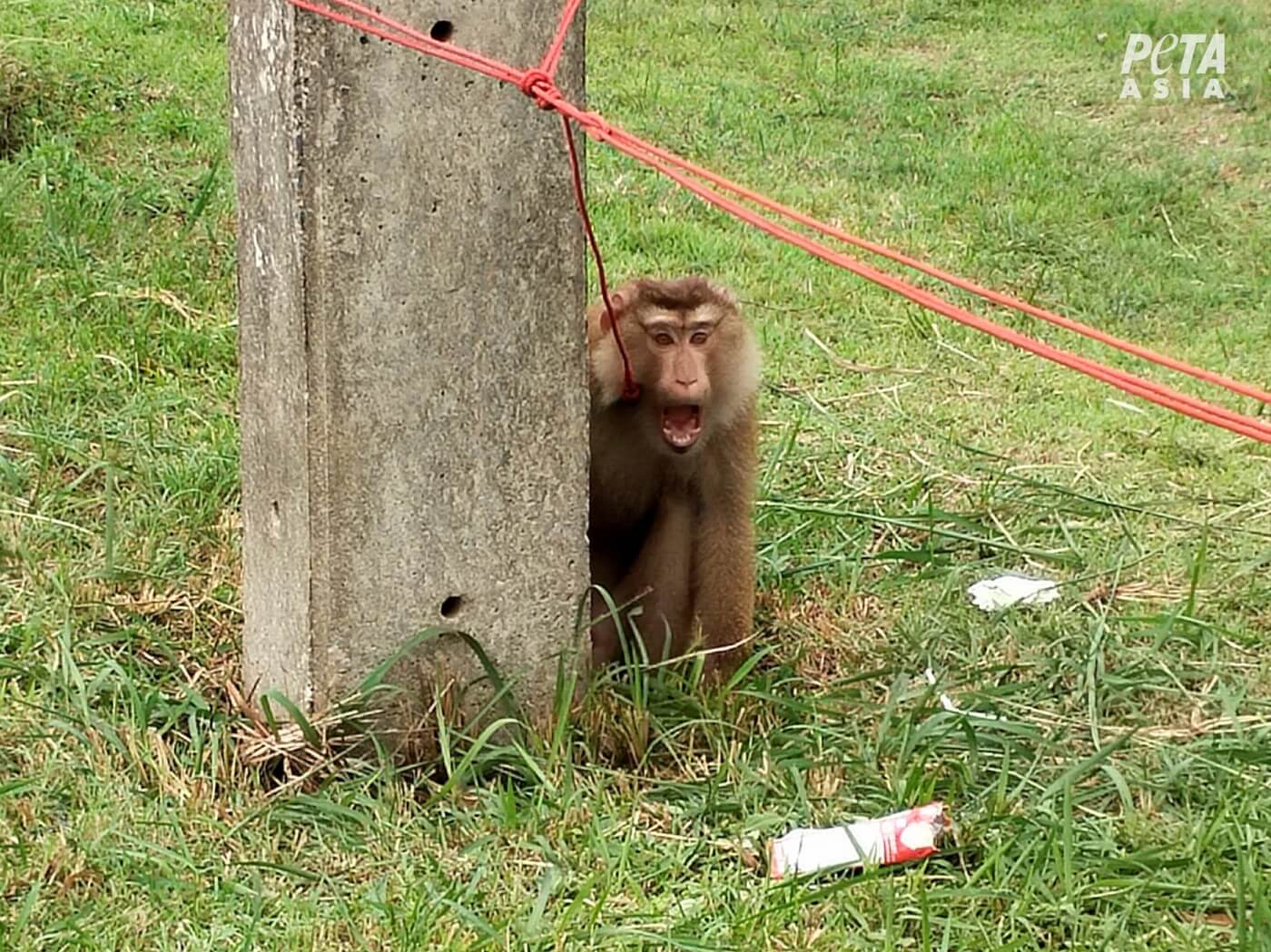 photo of a monkey chained to a tree
