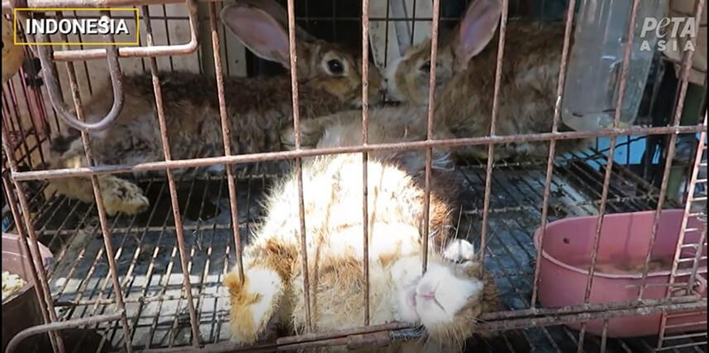 photo of rabbits in cage
