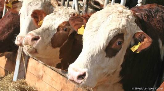 Image of cows croweded together at factory farm.