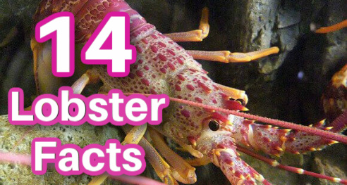 fascinating lobster facts