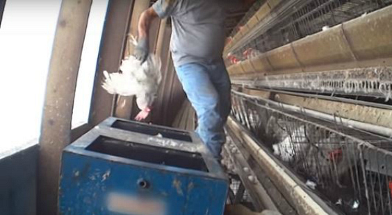 take action for hens
