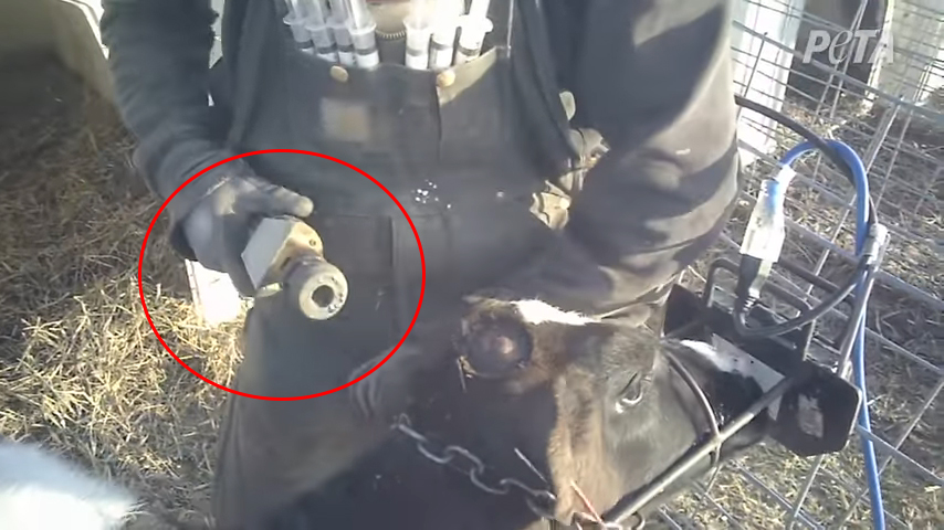 calf with horn de-budded by hot iron