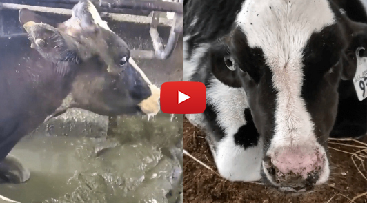 how you can help cows