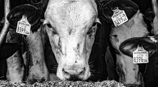 Cows crowded at factory farm.