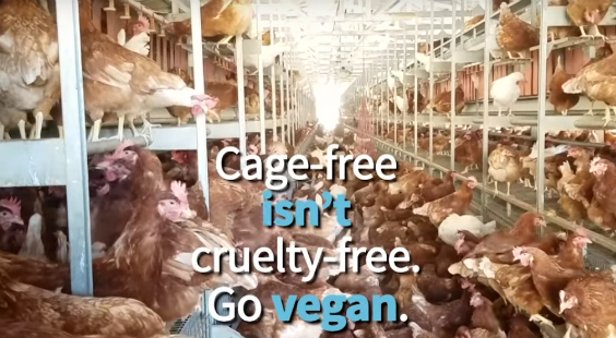hell for hens