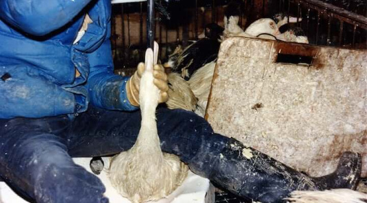 bird being force fed for foie gras