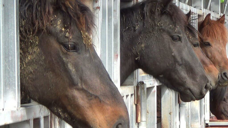 horses in stalls