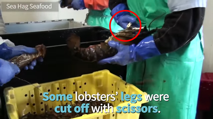 lobster's legs cut off with scissors while concious