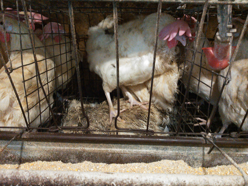 hens crammed into cages with dead carcasses