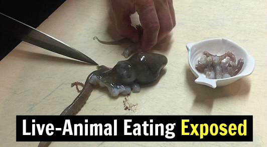 help ban live animal eating