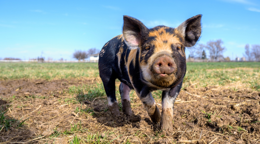 Pig.