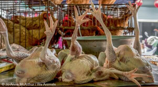 help close live animal markets