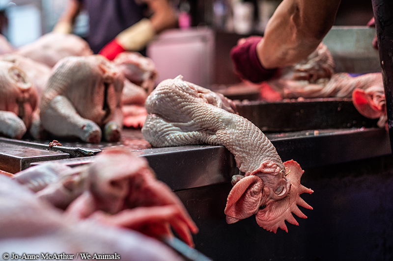 Newly-slaughtered chicken hangs off the edge of stall table in a Taipei wet market.