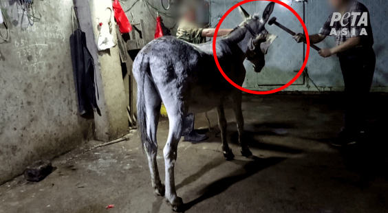 take action for donkeys