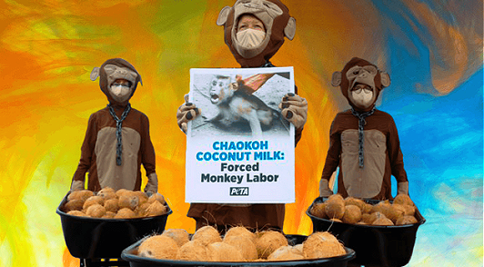 speak up for exploited monkeys