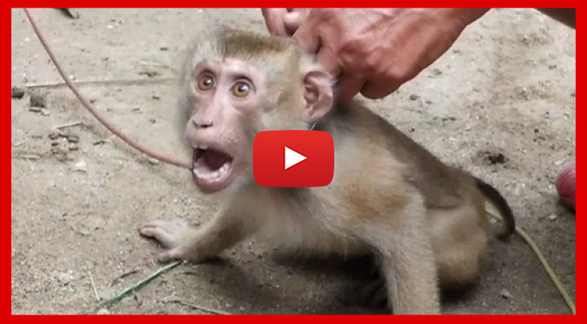 take action for monkeys