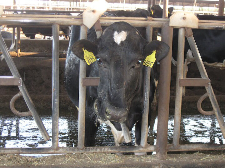 a black cow with a white heart shape on her forehead looked ar the camera through dirty bars