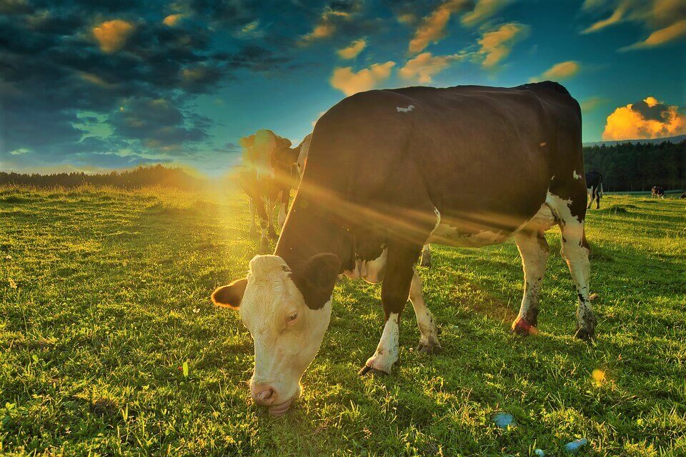 VEG cow grazing in field NC CMP ftc URGENT: Help Make Peet’s Coffee’s Vegan Milk Promotion Permanent!