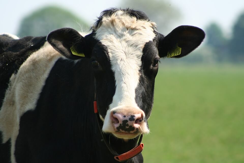 cow with ear tags