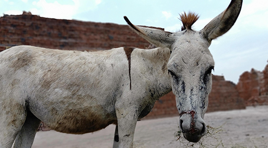 help donkeys and others