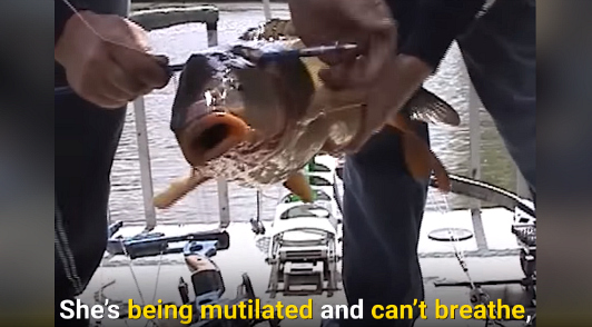 why fishing is cruel